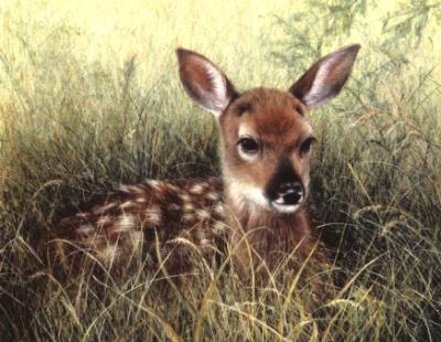 Fawn