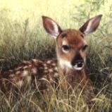 Fawn